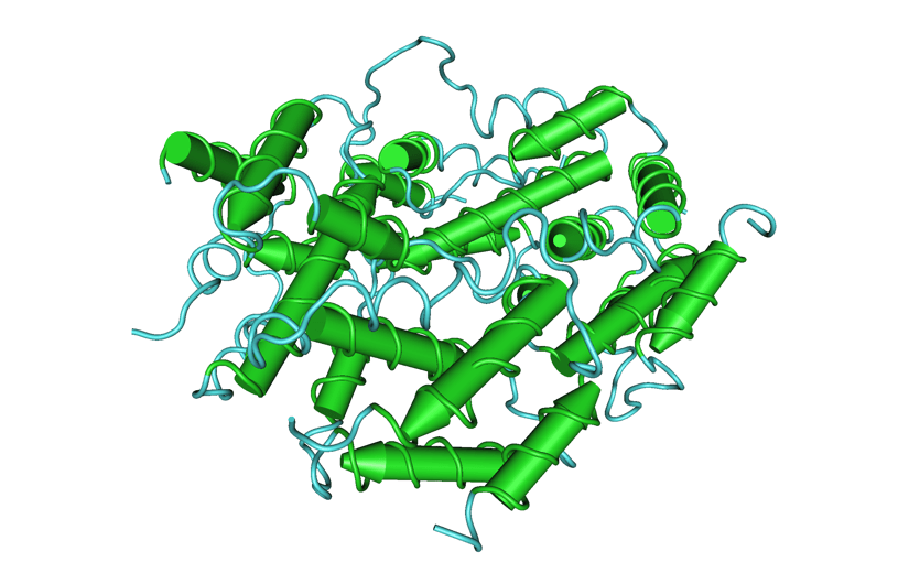 Interferon Klonlama